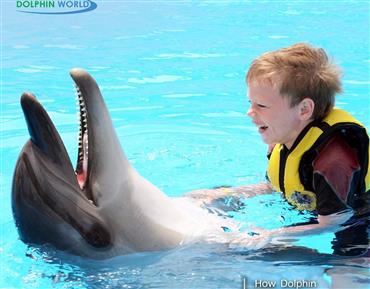 Шоу дельфинов-Хургада